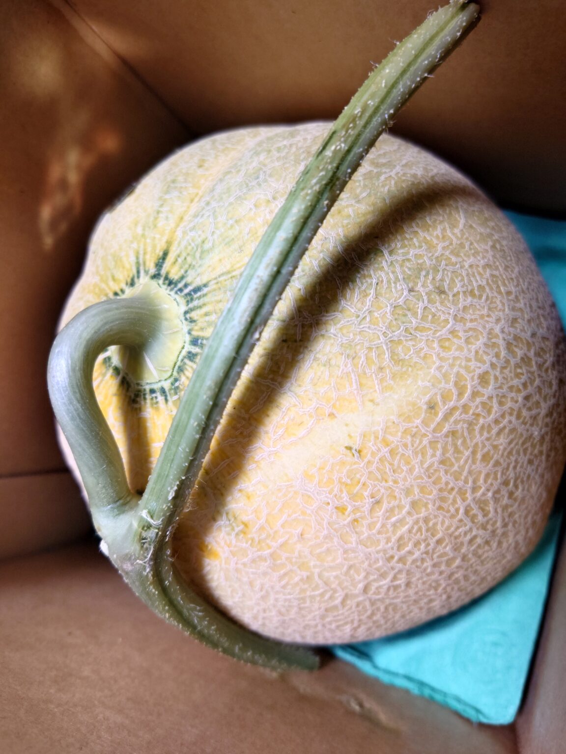 夕張メロン優品1玉の価値と魅力