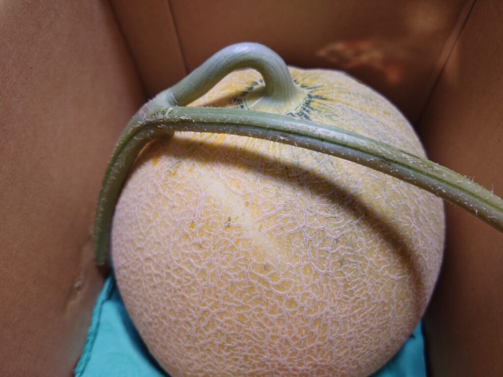 夕張メロンを初めて食べた日のこと